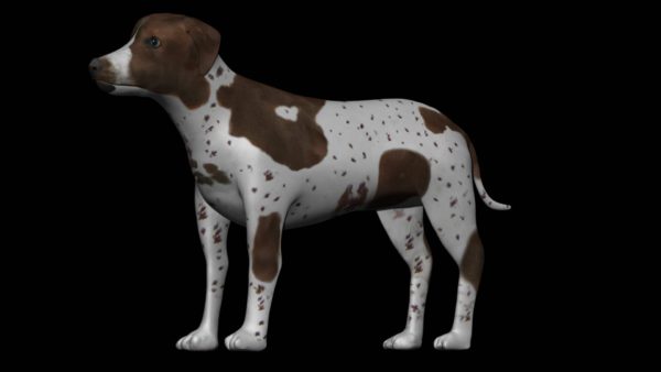 Brown pointer dog 3d model