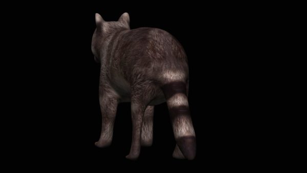 Brown raccoon 3d model