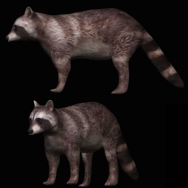 Brown raccoon 3d model