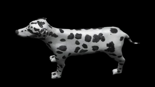 Dalmatian 3d model