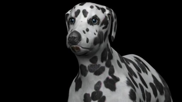 Dalmatian dog 3d model