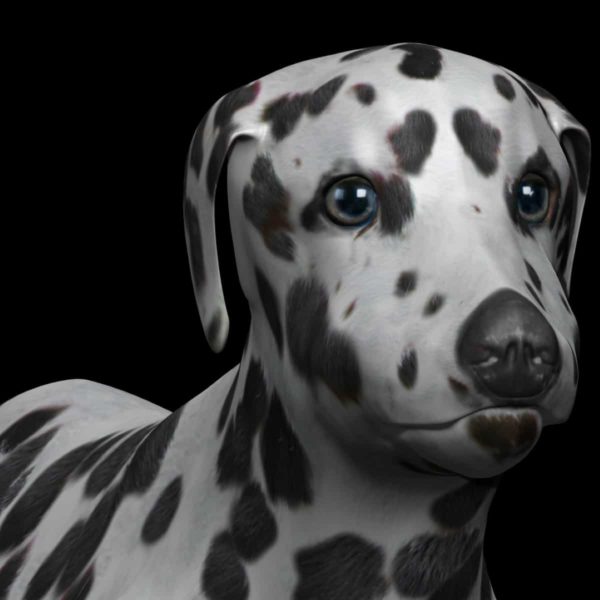 Dalmatian dog 3d model