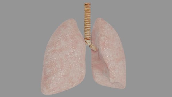 Human lungs 3d model