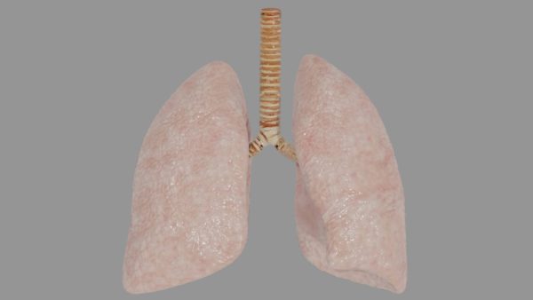 Human lungs 3d model
