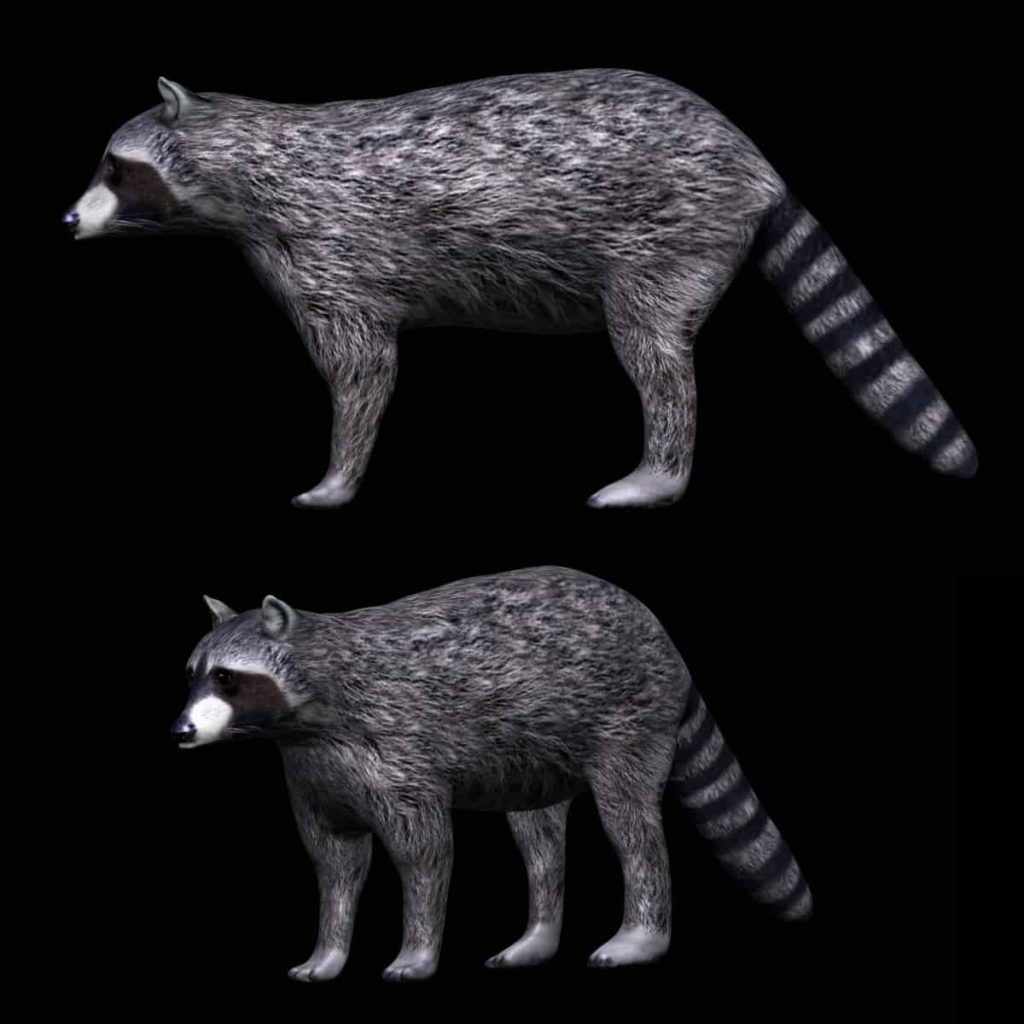 Raccoon 3D Print Display