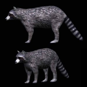 Raccoon 3d model