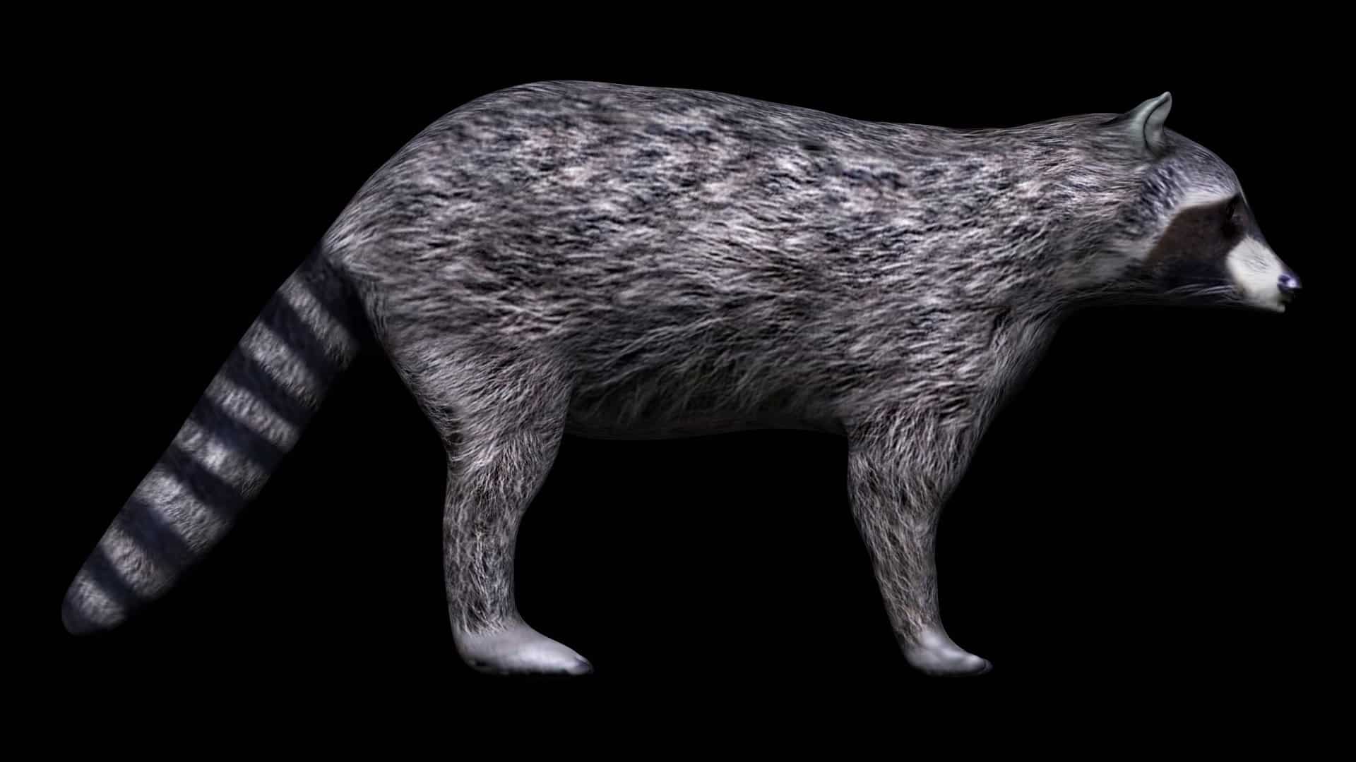 Raccoon 3d Model Rigged and Low poly - Team 3d Yard