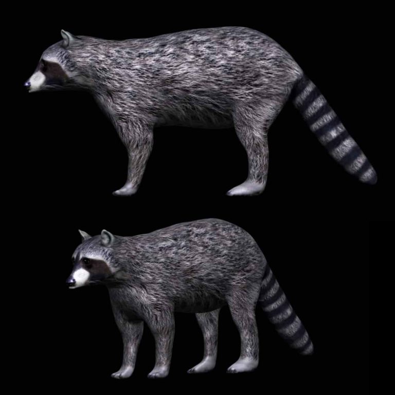 Applications Of Raccoon 3D Art