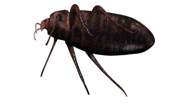 Bedbug 3d model