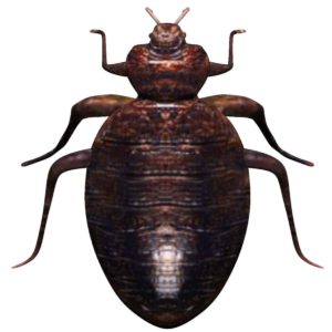 Bedbug 3d model