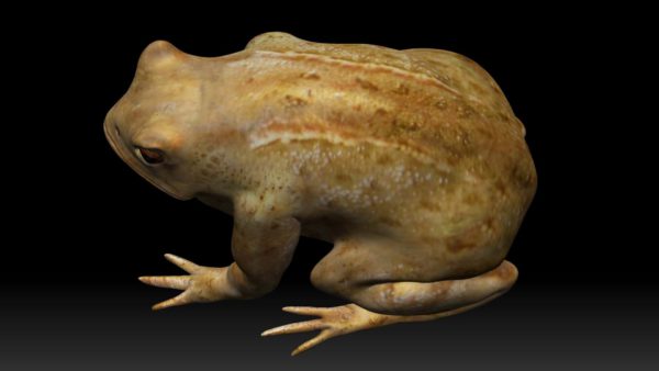 Cane toad 3d model