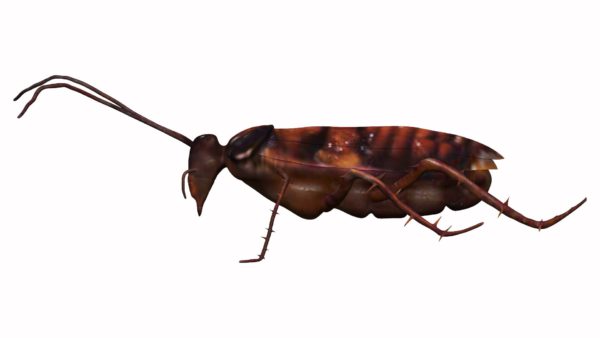 Cockroach 3d model