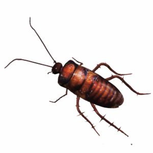 Cockroach 3d model