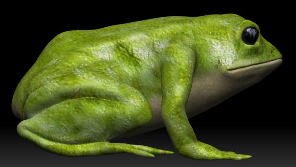 Frog 3d model