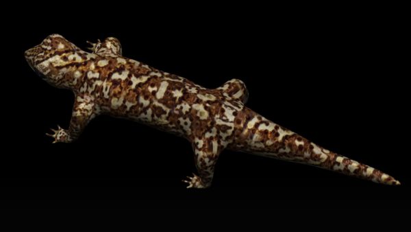 Gecko 3d model