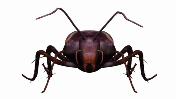 Home cockroach 3d model