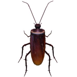 Home cockroach 3d model
