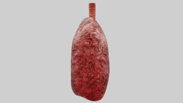 Lungs anatomy 3d model