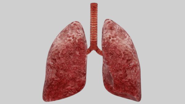 Lungs anatomy 3d model