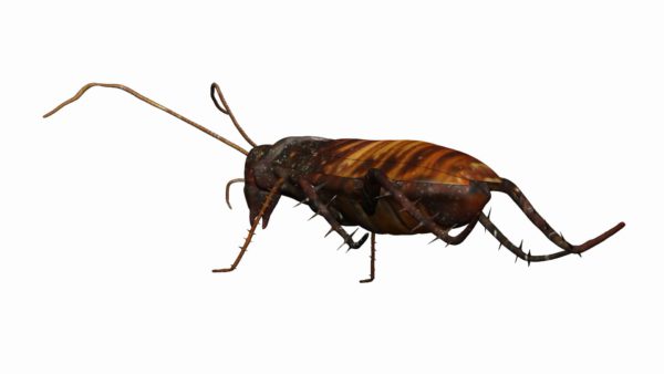 Madagascar hissing cockroach 3d model