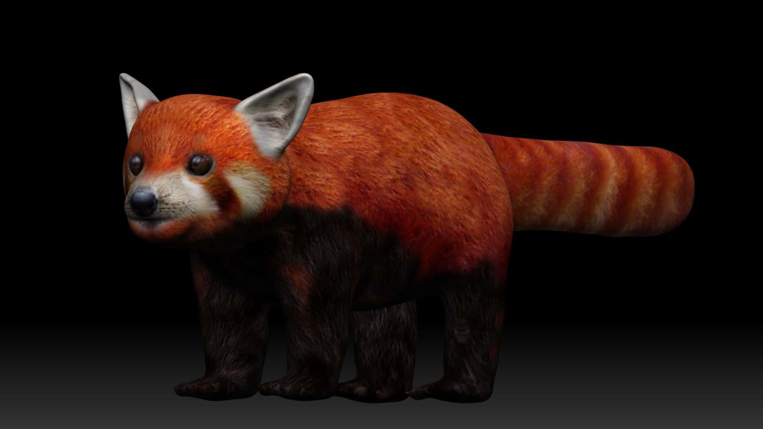 Red panda 3d Model Rigged and Low poly Team 3d Yard