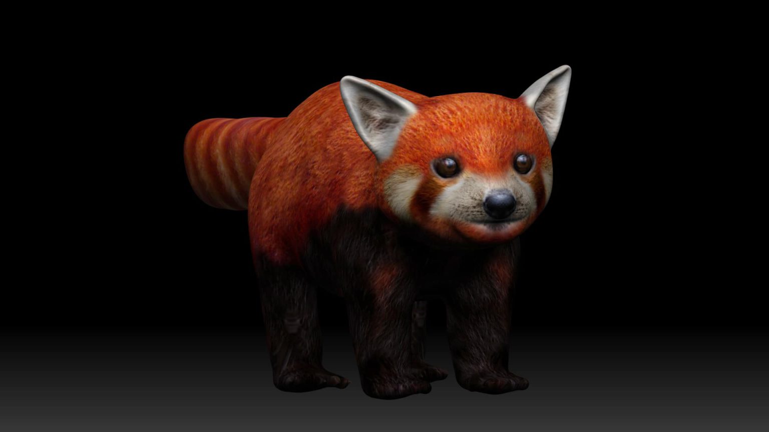 Red panda 3d Model Rigged and Low poly Team 3d Yard