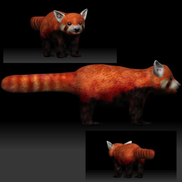 Red panda 3d model