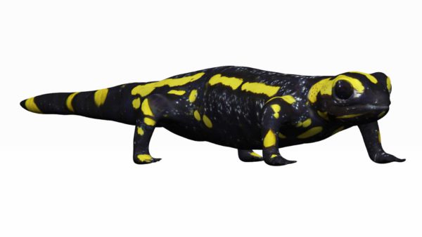 Salamander 3d model