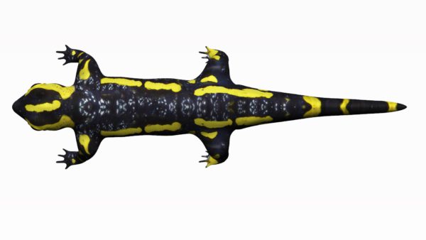 Salamander 3d model
