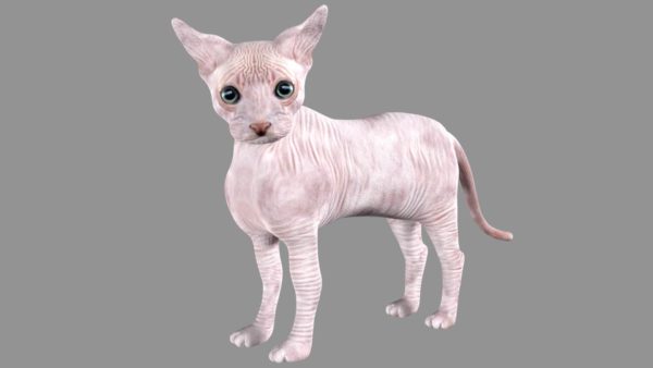Sphynx cat 3d model