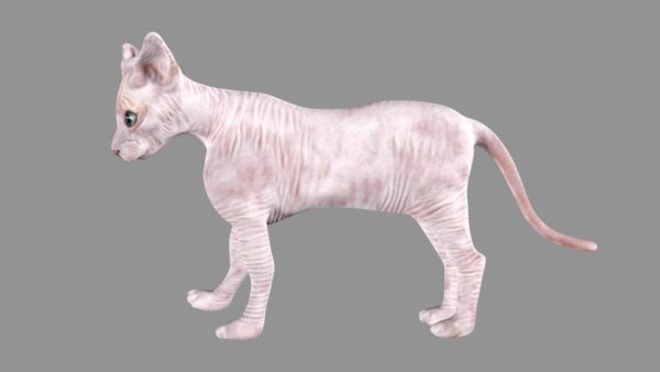 Sphynx cat 3d model