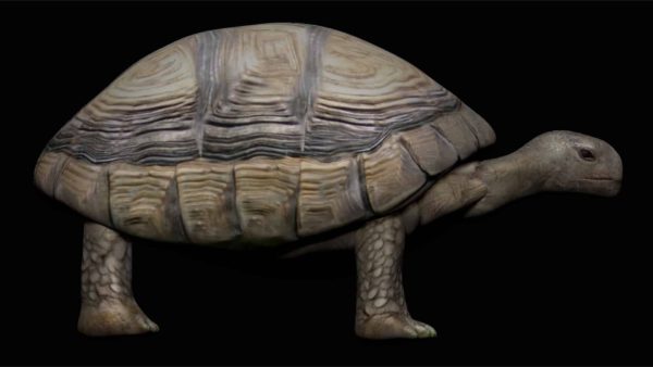 Tortoise 3d model