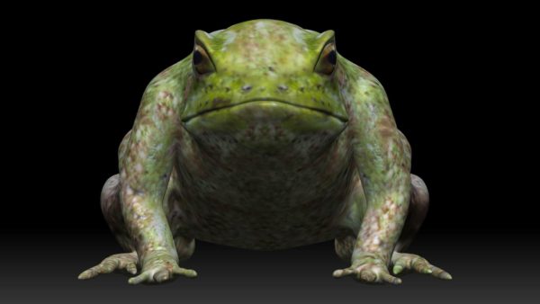 Tree frog 3d model