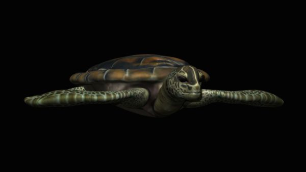 Turtle 3d model