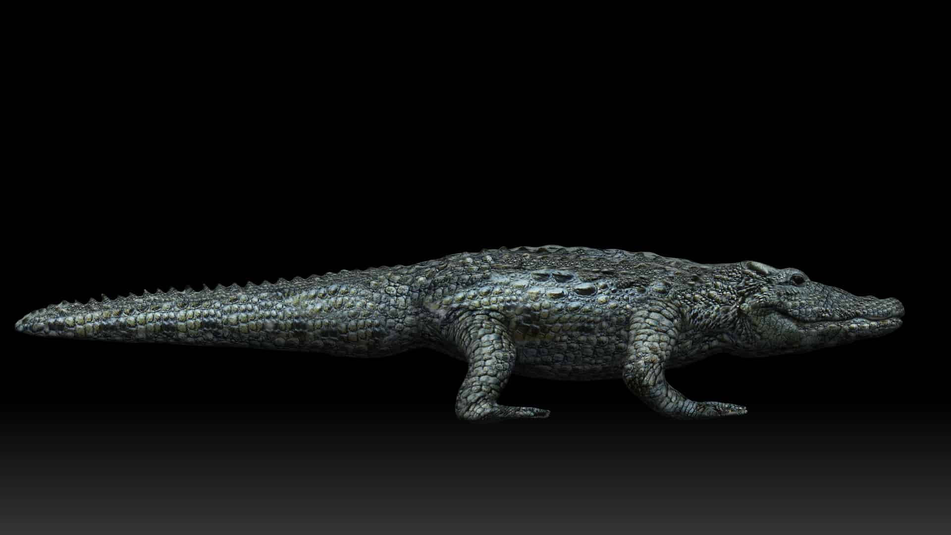 https://team3dyard.com/wp-content/uploads/2021/06/Alligator-3d-model-7.jpg