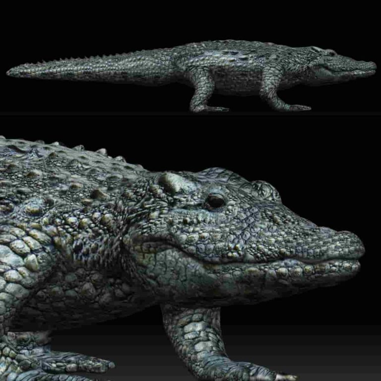 Alligator 3D Model Rigged and Low Poly - Team 3d Yard