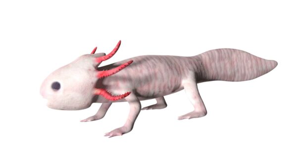 Axolotl 3d model