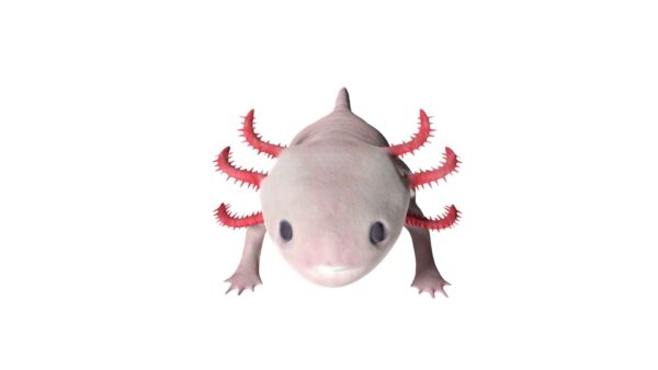 Axolotl 3d model