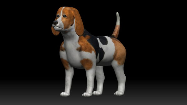 Beagle 3d model