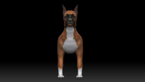 Boxer dog 3d model