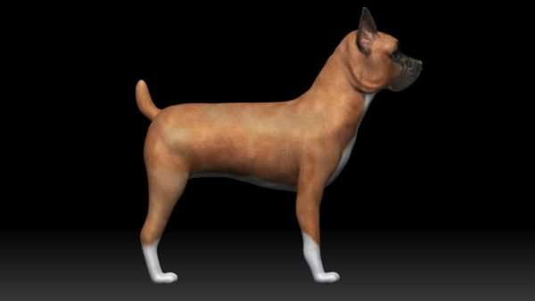 Boxer dog 3d model