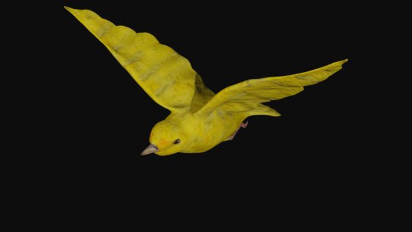 Canary 3d model