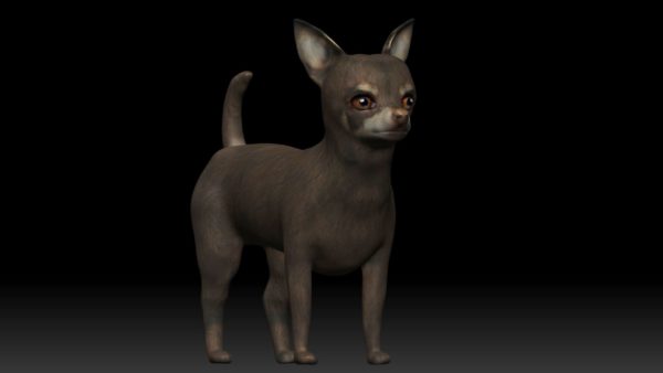 Chihuahua dog 3d model