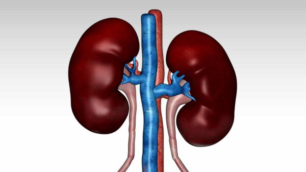 Kidney 3d model