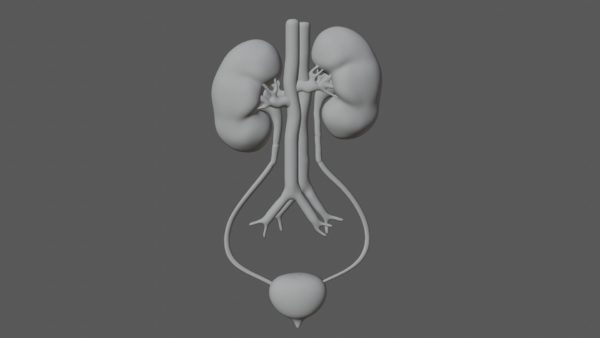 Kidney 3d model