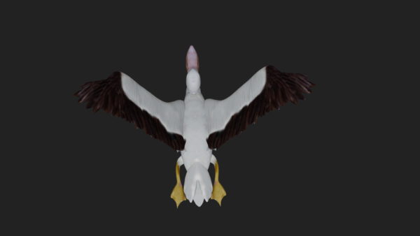 Pelican 3d model