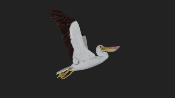 Pelican 3d model