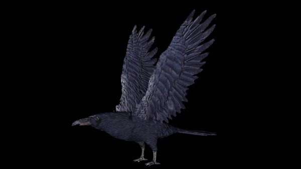 Raven 3d model