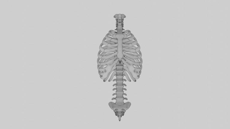 Rib cage 3d Model photorealistic 3d model - Team 3d Yard