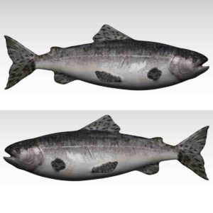 Salmon 3d model